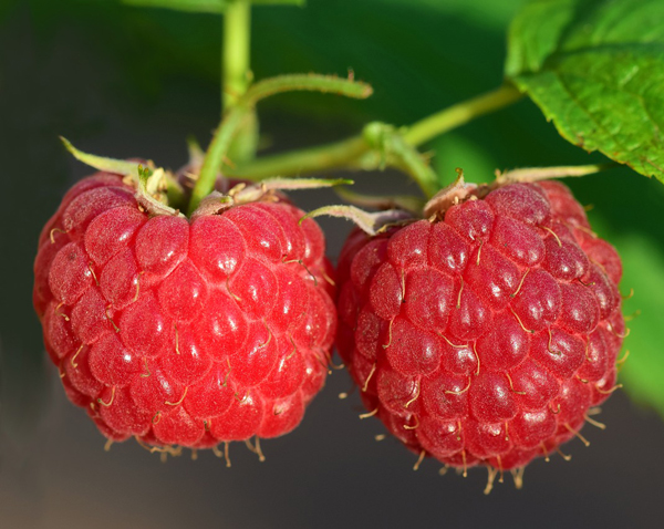 Raspberries and Cream Cake Filling