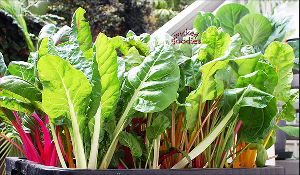 Swiss chard and beets green urban garden recycled container